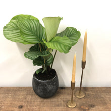 Load image into Gallery viewer, Calathea Orbifolia, 19cm pot