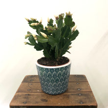 Load image into Gallery viewer, Schlumbergera - Christmas Cactus, 9cm Pot