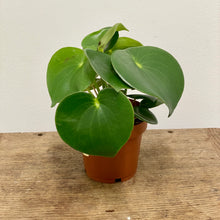 Load image into Gallery viewer, Peperomia Raindrop, 15cm Pot