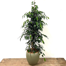 Load image into Gallery viewer, Ficus Benjamina, 27cm Pot