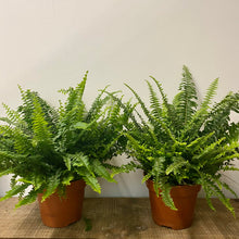 Load image into Gallery viewer, Nephrolepis Green Moment - Boston Fern, 17cm Pot