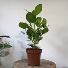 Load image into Gallery viewer, Clusia Rosea Princess - Autograph Tree, 12cm Pot