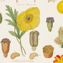 Load image into Gallery viewer, Botany poster-wrap