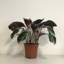 Load image into Gallery viewer, Calathea White Fusion, 14cm Pot