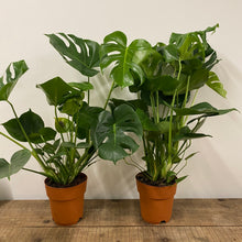 Load image into Gallery viewer, Monstera Deliciosa - Swiss Cheese Plant, 21cm Pot