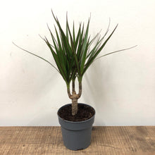 Load image into Gallery viewer, Dracaena Marginata - Dragon Tree, 12cm Pot