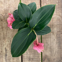 Load image into Gallery viewer, Medinilla, 14cm Pot