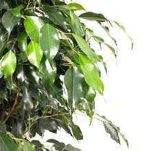 Load image into Gallery viewer, Ficus Benjamina, 27cm Pot