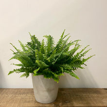 Load image into Gallery viewer, Nephrolepis Green Moment - Boston Fern, 17cm Pot