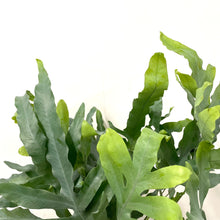 Load image into Gallery viewer, Phlebodium aureum - Blue Star Fern, 17cm Pot