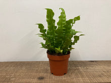Load image into Gallery viewer, Asplenium Crispy Wave - Bird's Nest Fern, 12cm Pot