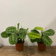 Load image into Gallery viewer, Maranta Leuconeura, 12cm Pot