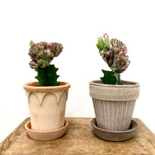 Load image into Gallery viewer, Euphorbia Lactea Cristata, 12cm Pot