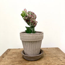 Load image into Gallery viewer, Euphorbia Lactea Cristata, 12cm Pot