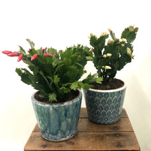 Load image into Gallery viewer, Schlumbergera - Christmas Cactus, 9cm Pot