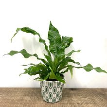 Load image into Gallery viewer, Microsorum Crocodyllus - Crocodile Fern, 12cm Pot