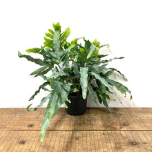 Load image into Gallery viewer, Phlebodium aureum - Blue Star Fern, 17cm Pot