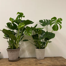 Load image into Gallery viewer, Monstera Deliciosa - Swiss Cheese Plant, 21cm Pot