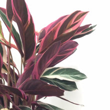 Load image into Gallery viewer, Calathea Triostar, 19cm Pot