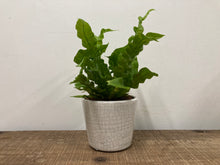 Load image into Gallery viewer, Asplenium Crispy Wave - Bird's Nest Fern, 12cm Pot