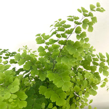 Load image into Gallery viewer, Adiantum raddianum - Maidenhair Fern, 12cm Pot