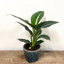 Load image into Gallery viewer, Dieffenbachia Green Magic, 12cm Pot
