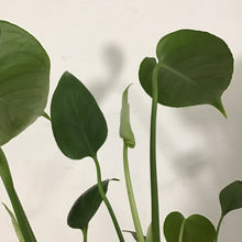 Load image into Gallery viewer, Monstera deliciosa - Swiss Cheese Plant, 12cm Pot