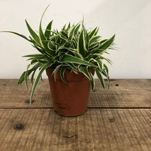 Load image into Gallery viewer, Chlorophytum ocean - Spider Plant, 15cm Pot