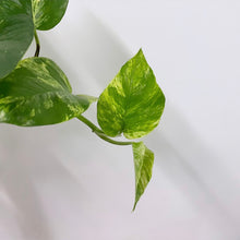Load image into Gallery viewer, Epipremnum Marble Queen, 15cm Hanging Pot