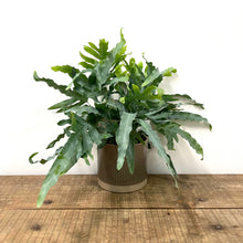 Load image into Gallery viewer, Phlebodium aureum - Blue Star Fern, 17cm Pot