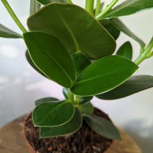 Load image into Gallery viewer, Clusia Rosea Princess - Autograph Tree, 12cm Pot