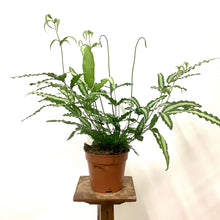 Load image into Gallery viewer, Pteris albolineata - Silver Ribbon Fern, 7cm Pot