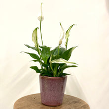 Load image into Gallery viewer, Spathiphyllum - Peace Lily, 7cm Pot