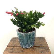 Load image into Gallery viewer, Schlumbergera - Christmas Cactus, 9cm Pot