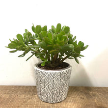 Load image into Gallery viewer, Crassula Ovata - Jade Plant, 10.5cm Pot