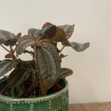 Load image into Gallery viewer, Peperomia pixie, 8cm Pot