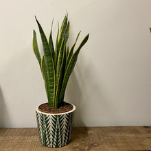 Load image into Gallery viewer, Sansevieria Laurentii - Snake Plant , 17cm Pot