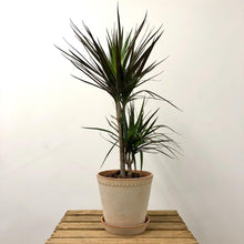 Load image into Gallery viewer, Dracaena Marginata - Dragon Tree, 17cm Pot