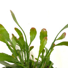 Load image into Gallery viewer, Rhipsalis ramulosa - Red Coral, 12cm Pot