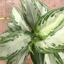 Load image into Gallery viewer, Aglaonema Silver Bay - Chinese Evergreen, 17cm Pot