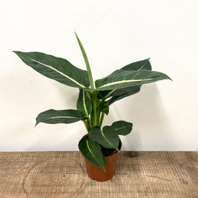 Load image into Gallery viewer, Dieffenbachia Green Magic, 12cm Pot