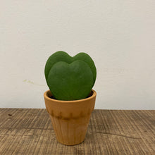 Load image into Gallery viewer, Hoya kerrii, 6cm Pot