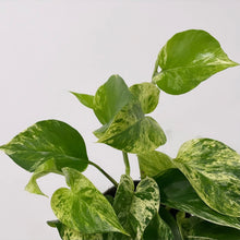 Load image into Gallery viewer, Epipremnum Marble Queen, 15cm Hanging Pot