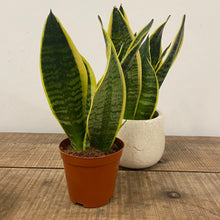 Load image into Gallery viewer, Sansevieria futura superba - Snake Plant, 12cm Pot
