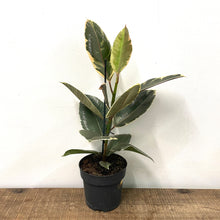 Load image into Gallery viewer, Ficus Tineke - Variegated Rubber Plant, 17cm Pot