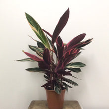 Load image into Gallery viewer, Calathea Triostar, 19cm Pot