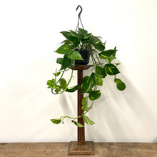 Load image into Gallery viewer, Epipremnum Aureum - Golden Pothos, 15cm Hanging Pot