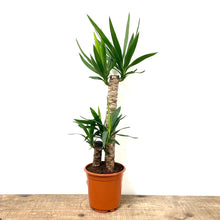Load image into Gallery viewer, Yucca, 21cm Pot