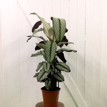 Load image into Gallery viewer, Calathea White Star, 19cm Pot