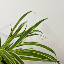 Load image into Gallery viewer, Chlorophytum Comosum - Spider Plant, 12cm Pot